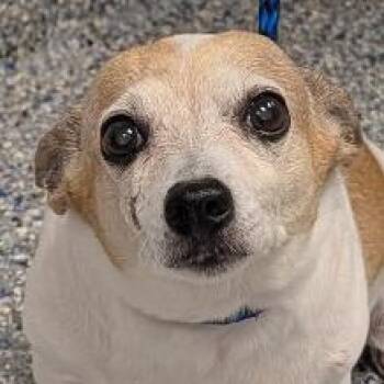 Miss Piggie -  Mixed Breed Dog for Adoption in Greenville, South Carolina - Miss Piggie | PetCurious