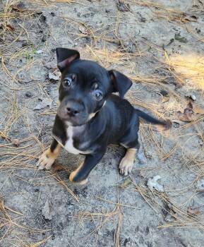 NuNu -  Miniature Pinscher and Pug Dog for Adoption in Liberty Center, Ohio - NuNu | PetCurious