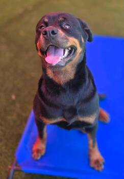 Maria -  Rottweiler Dog for Adoption in Mckinney, Texas - Maria | PetCurious