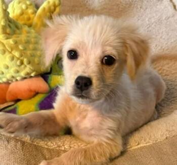 Baby Geppetto -  Spaniel and Chihuahua Dog for Adoption in Washington, District Of Columbia - Baby Geppetto | PetCurious