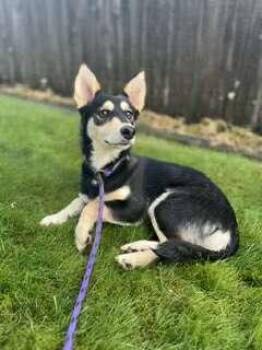 Rescue Shiba Inu Dogs for Adoption in Tacoma, Washington - Pepper | PetCurious