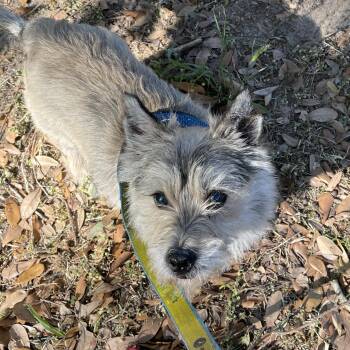 Cairn Terrier Dogs Available for Adoption - Bozeman | PetCurious