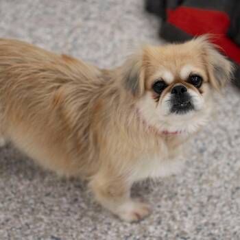 Beauty (AG26-195) -  Pekingese Dog for Adoption in Peyton, Colorado - Beauty (AG26-195) | PetCurious