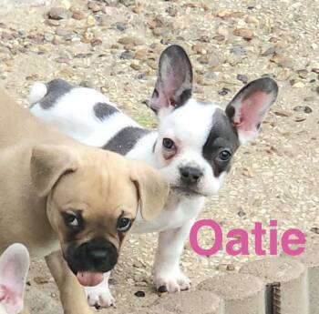 Oatie -  French Bulldog and Miniature Dachshund Dog for Adoption in Austin, Texas - Oatie | PetCurious