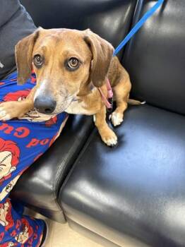 Dachshund and Mixed Breed Dogs Available for Adoption in Killeen, Texas - JESSIE | PetCurious