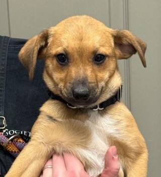 Terrier and Dachshund Dogs Available for Adoption - Thimble | PetCurious