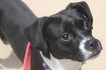 Josie -  Boston Terrier and Pug Dog for Adoption in Kalamazoo, Michigan - Josie | PetCurious