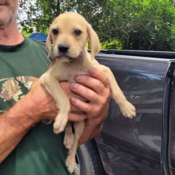 Dyson -  Chihuahua and Dachshund Dog for Adoption in Chiefland, Florida - Dyson | PetCurious