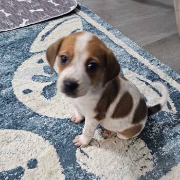 Rescue Beagle Dogs for Adoption in Myrtle Beach, South Carolina - Twix | PetCurious