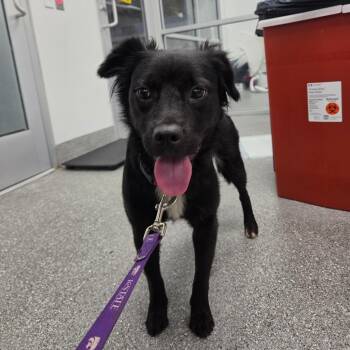 Dory -  Border Collie Dog for Adoption in Lakeland, Florida - Dory | PetCurious