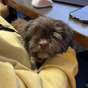 Souffle -  Shih Tzu Dog for Adoption in Columbus, Georgia - Souffle | PetCurious