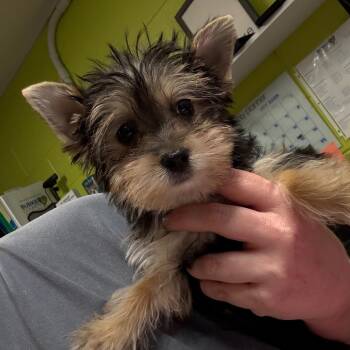 Yorkshire Terrier Dogs Available for Adoption in Morganton, North Carolina - Reign | PetCurious