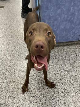 A136858 -  Mixed Breed Dog for Adoption in Palmetto, Florida - A136858 | PetCurious
