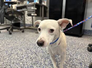 TITO -  Terrier and Mixed Breed Dog for Adoption in Thousand Palms, California - TITO | PetCurious