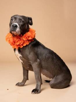 Coachella -  Mixed Breed Dog for Adoption in Atlanta, Georgia - Coachella | PetCurious