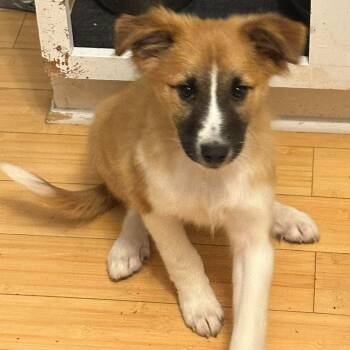 Watson -  Collie and Australian Shepherd Dog for Adoption in Brockport, New York - Watson | PetCurious