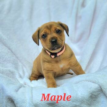 Rescue Mixed Breed and Boxer Dogs for Adoption in Fairfax Station, Virginia - Maple | PetCurious