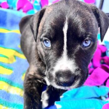 Black Labrador Retriever Dogs Available for Adoption in Andover, Massachusetts - Laila Skates ~ Local Girl | PetCurious