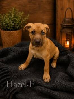 Hazel -  Mixed Breed Dog for Adoption in Albertville, Alabama - Hazel | PetCurious