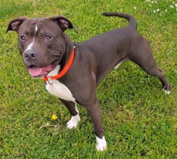 Pit Bull Terrier Dogs Available for Adoption in Akron, Ohio - KYLE | PetCurious