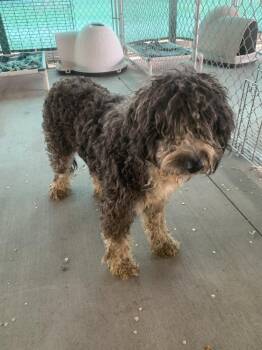 Sparky -  Labradoodle Dog for Adoption in Salmon, Idaho - Sparky | PetCurious