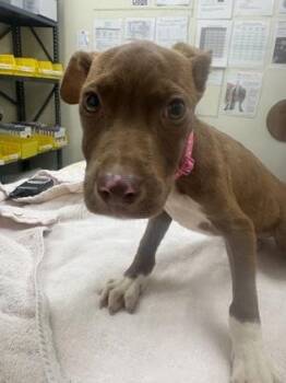 Peanut -  Mixed Breed Dog for Adoption in Charleston, South Carolina - Peanut | PetCurious