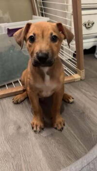 Rescue Shepherd Dogs for Adoption in Mentone, California - Mello | PetCurious