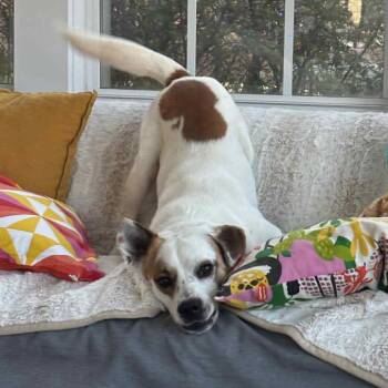 OPIE -  Jack Russell Terrier and Labrador Retriever Dog for Adoption - OPIE | PetCurious