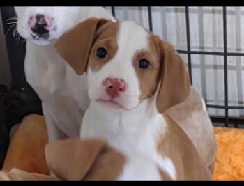 Boxer and Beagle Dogs Available for Adoption in Watertown, Connecticut - Bubbles | PetCurious
