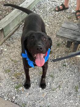 Lindor -  Labrador Retriever and Hound Dog for Adoption in West Peoria, Illinois - Lindor | PetCurious