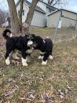 Saint Bernard and Poodle Dogs Available for Adoption in Twin Lakes, Wisconsin - #272 Garbanzo | PetCurious