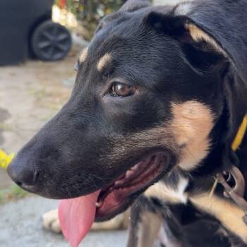 Rescue Mixed Breed Dogs for Adoption in San Diego, California - Margaret | PetCurious