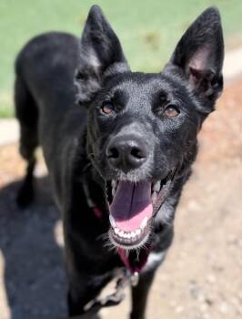 Suki -  Border Collie and Belgian Shepherd Malinois Dog for Adoption in Fruit Heights, Utah - Suki | PetCurious