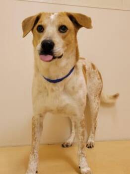 Rescue Cattle Dog Dogs for Adoption in Hoffman Estates, Illinois - Squirt | PetCurious