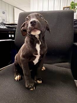 NP 8 -  Labrador Retriever and Mixed Breed Dog for Adoption in Muskegon, Michigan - NP 8 | PetCurious