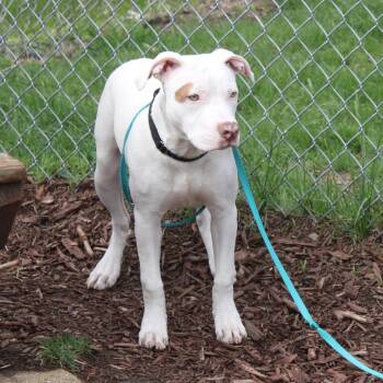 Pit Bull Terrier Dogs Available for Adoption in Champaign, Illinois - Cloud | PetCurious