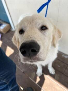 SAMSON -  Great Pyrenees Dog for Adoption in Killeen, Texas - SAMSON | PetCurious