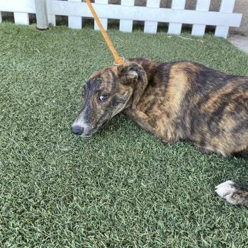 PAULY -  German Shepherd Dog and Mixed Breed Dog for Adoption in Modesto, California - PAULY | PetCurious