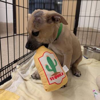 Bell Pepper (GRN) -  Labrador Retriever and Mixed Breed Dog for Adoption in League City, Texas - Bell Pepper (GRN) | PetCurious