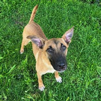 Maxine -  Belgian Shepherd Malinois Dog for Adoption in Jersey City, New Jersey - Maxine | PetCurious