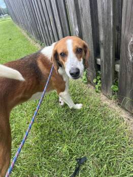 Hound Dogs Available for Adoption in New Bern, North Carolina - Nutella | PetCurious