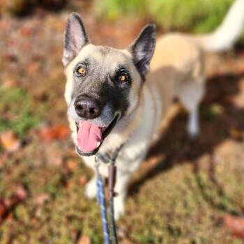 Rescue German Shepherd Dog Dogs for Adoption in Greensboro, North Carolina - Chase | PetCurious