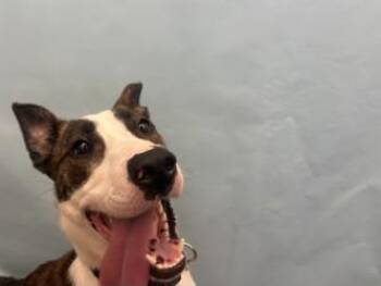 Iris -  Terrier and Mixed Breed Dog for Adoption in Minneapolis, Minnesota - Iris | PetCurious