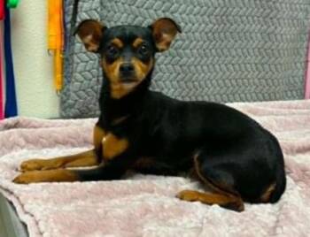 Tulip -  Miniature Pinscher and Mixed Breed Dog for Adoption in Lampasas, Texas - Tulip | PetCurious