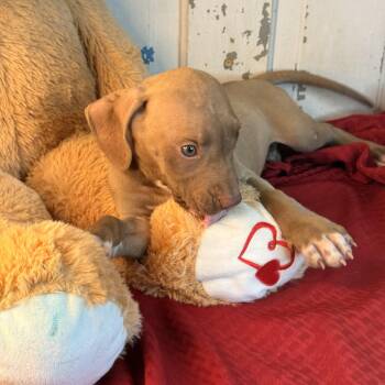Linley -  Labrador Retriever and Coonhound Dog for Adoption in Atlanta, Texas - Linley | PetCurious