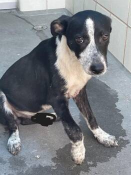 Australian Cattle Dog Blue Heeler and Mixed Breed Dogs Available for Adoption in Corpus Christi, Texas - BRUCE | PetCurious