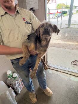 Mixed Breed Dogs Available for Adoption in Murray, Kentucky - McScruffy | PetCurious