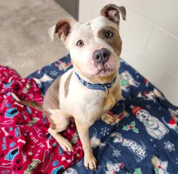 MATILDA -  Pit Bull Terrier and Mixed Breed Dog Available for Adoption in Minneapolis, Minnesota - MATILDA | PetCurious