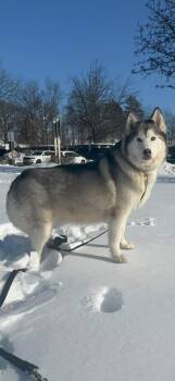 Siberian Husky Dogs Available for Adoption - Mochi | PetCurious