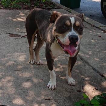 Timbit -  English Bulldog Dog for Adoption in Philadelphia, Pennsylvania - Timbit | PetCurious